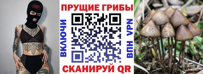 Псилоцибиновые грибы MAGIC MUSHROOMS  Купить закладки  Вяземский 